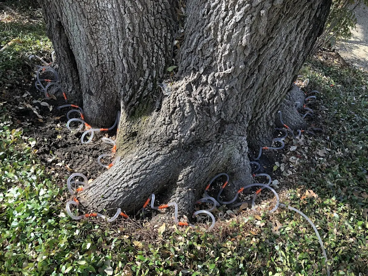 Detailed Tree Cabling and Bracing job site in Speedwell
