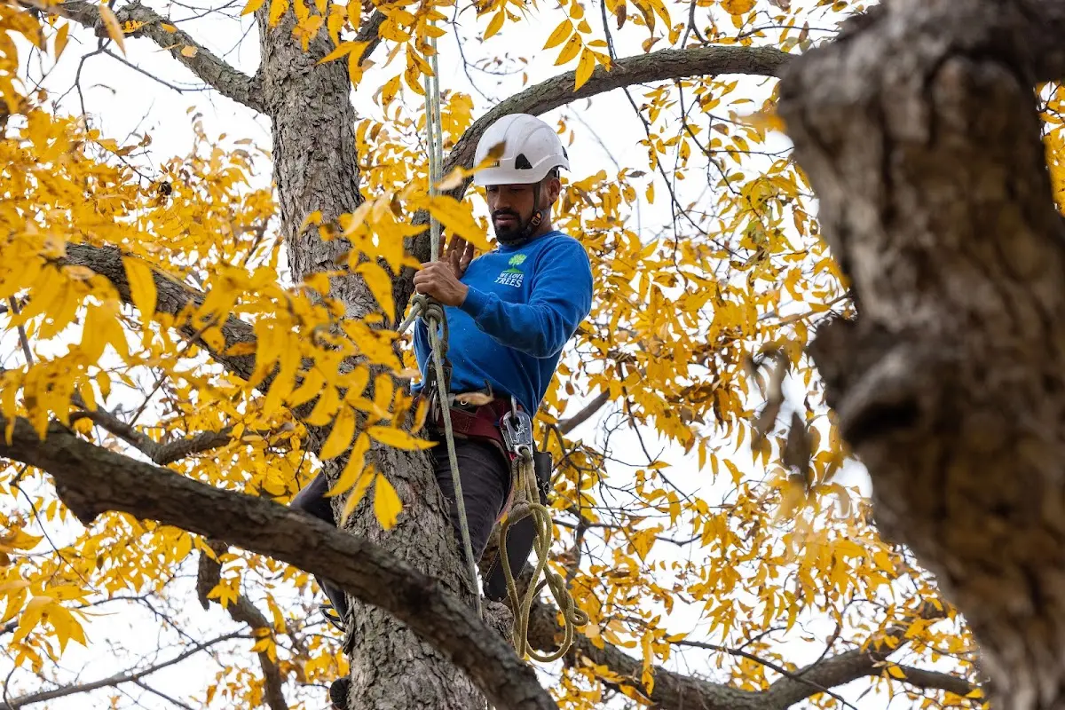 Skilled Storm Damage Cleanup crew working in Speedwell